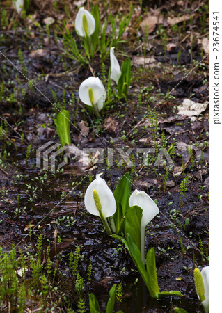 Water Basho no Mori 06 23674541