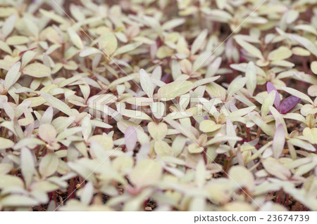 Germination of Amaranthus 23674739