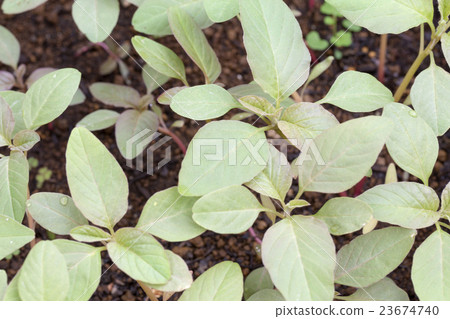 Amaranth sprout Amaranth sprout 23674740