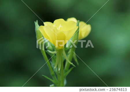 Wakame grass Matsuyogyousa flower language is "honorable love" Wakame grass Matsuyogyousa flower language is "honorable love" 23674813