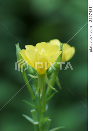 Wakame grass Matsuyogyousa flower language is "honorable love" 23674814