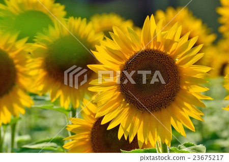 Summer light coming through the sunflower in full bloom Summer light coming through the sunflower in full bloom 23675217