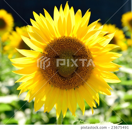 Front of sunflower looks like a person's smile Front of sunflower looks like a person's smile 23675491