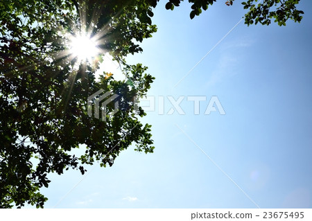 Summer sunshine and sun leaves Summer sunshine and sun leaves 23675495