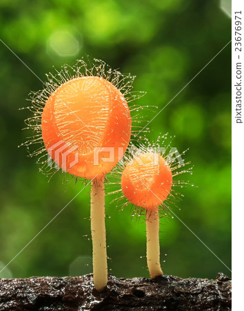 Coat mushroom brothers. 23676971