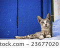 A cat relaxing in the blue city Chefuen 23677020