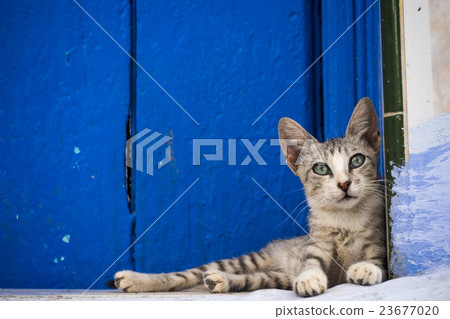 A cat relaxing in the blue city Chefuen 23677020