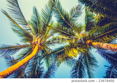 Beautiful palm tree on blue sky Beautiful palm tree on blue sky 23678408
