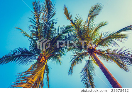 Beautiful palm tree on blue sky Beautiful palm tree on blue sky 23678412