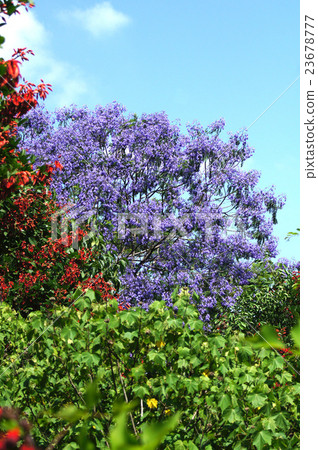 Early summer flowers · Jacaranda and Deigo Early summer flowers · Jacaranda and Deigo 23678777