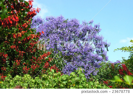 Early summer flowers · Jacaranda and Deigo Early summer flowers · Jacaranda and Deigo 23678778