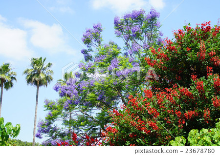 Early summer flowers · Jacaranda and Deigo Early summer flowers · Jacaranda and Deigo 23678780