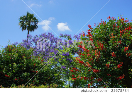 Early summer flowers · Jacaranda and Deigo 23678784