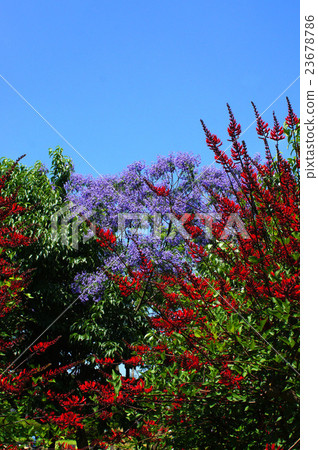 初夏的花朵·Jacaranda和Deigo 初夏的花朵·Jacaranda和Deigo 23678786