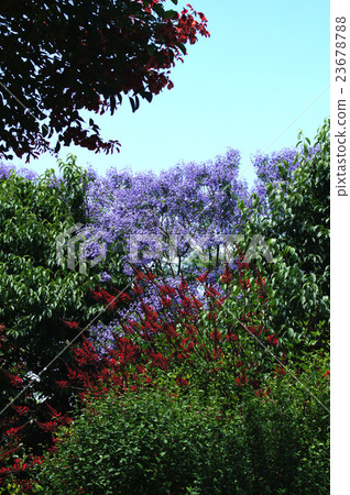 初夏的花朵·Jacaranda和Deigo 23678788