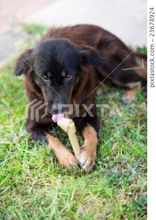 dog and rawhide bone laying down outdoor field 23678924