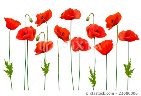 Beautiful nature poppy background. Vector. 23680006