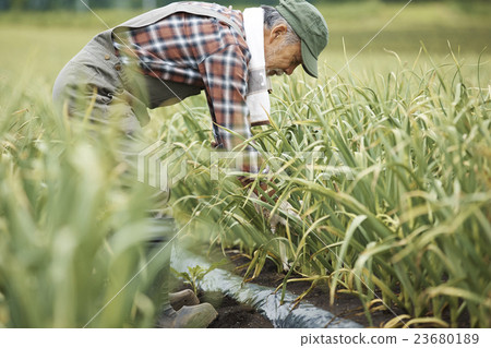 Farm work scenery 23680189