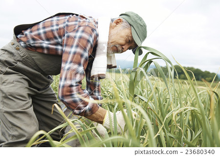 Farm work scenery Farm work scenery 23680340