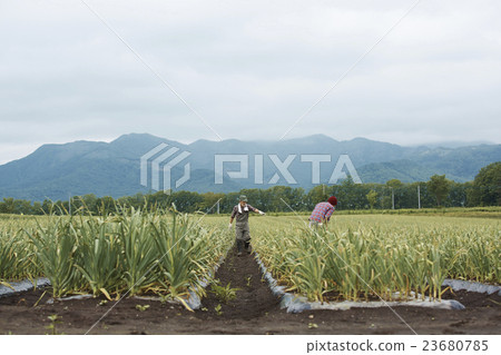 農場家庭父母工作風景 農場家庭父母工作風景 23680785