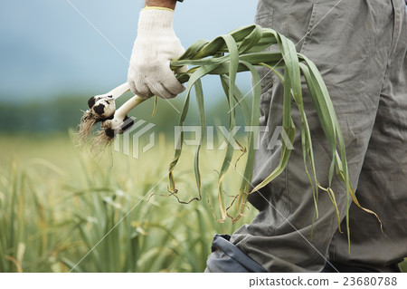 Farm work scenery Farm work scenery 23680788