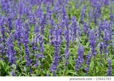 Blue Salvia (Farinassea) 23681765