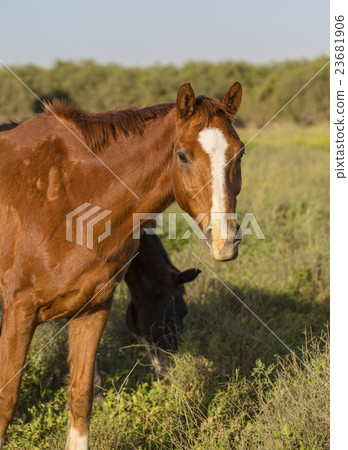 two brown horses grazing 23681906