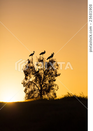birds against the evening sky 23681908