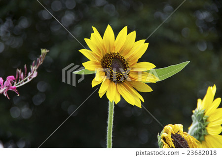 Summer sunflower August Summer sunflower August 23682018