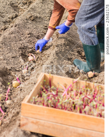 Hand in glove is planting potato into the ground Hand in glove is planting potato into the ground 23682178