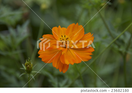 Cosmos of Kivanakosmos orange Cosmos of Kivanakosmos orange 23682180