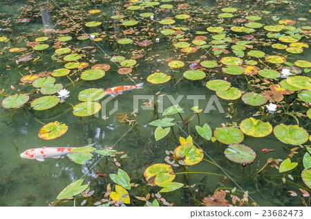 Pond of monet Pond of monet 23682473