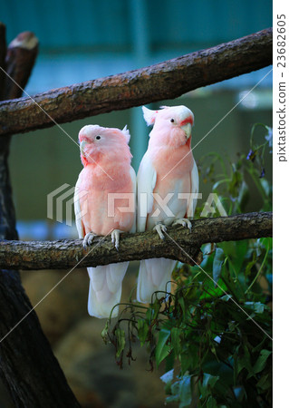 Two bad parrots 23682605