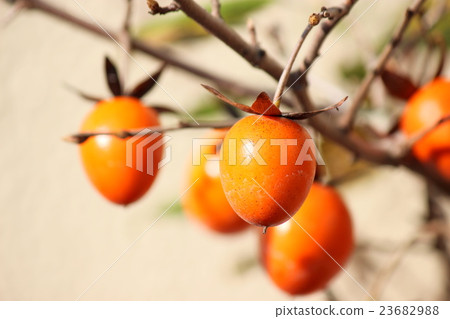 Old akakari 23682988