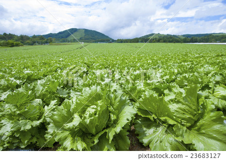 Lettuce field 23683127