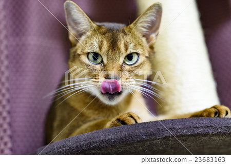 Abyssinian cat out tongue Abyssinian cat out tongue 23683163