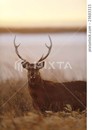 男性Ezoshika由日落照亮 23683315