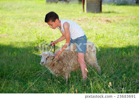 boy with sheep in the village boy with sheep in the village 23683691