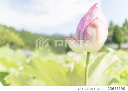 臼杵蓮花 臼杵蓮花 23683698