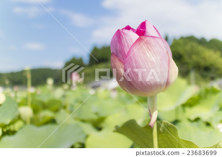 臼杵蓮花 臼杵蓮花 23683699