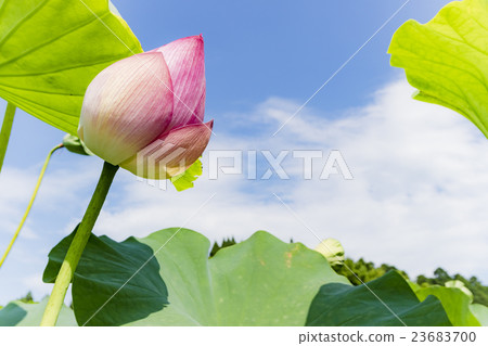 臼杵蓮花 臼杵蓮花 23683700