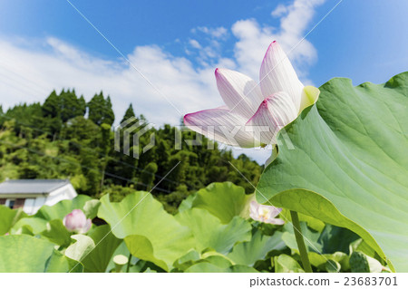 臼杵蓮花 臼杵蓮花 23683701