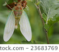 Cicadas that have just emerged 23683769