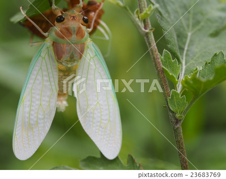 Cicadas that have just emerged Cicadas that have just emerged 23683769