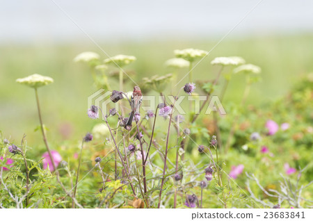 長尾雀 長尾雀 23683841