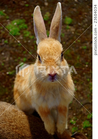 Rabbit of Okunojima 23684034