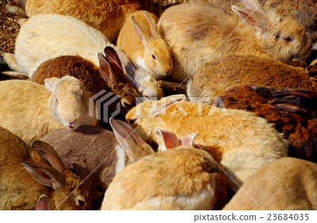 Rabbit of Okunojima Rabbit of Okunojima 23684035