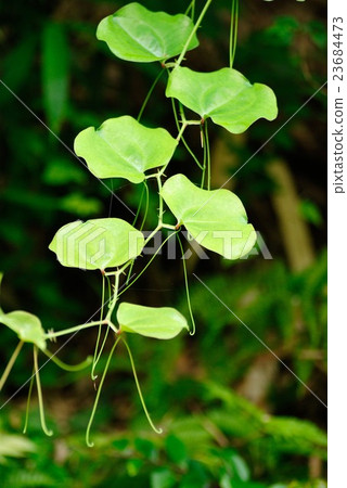 鹽離開巴拉葉 鹽離開巴拉葉 23684473