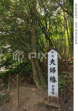 Yaigaki Shrine Couples Camellia 23684549
