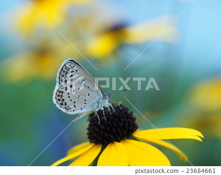 四治見町 23684661